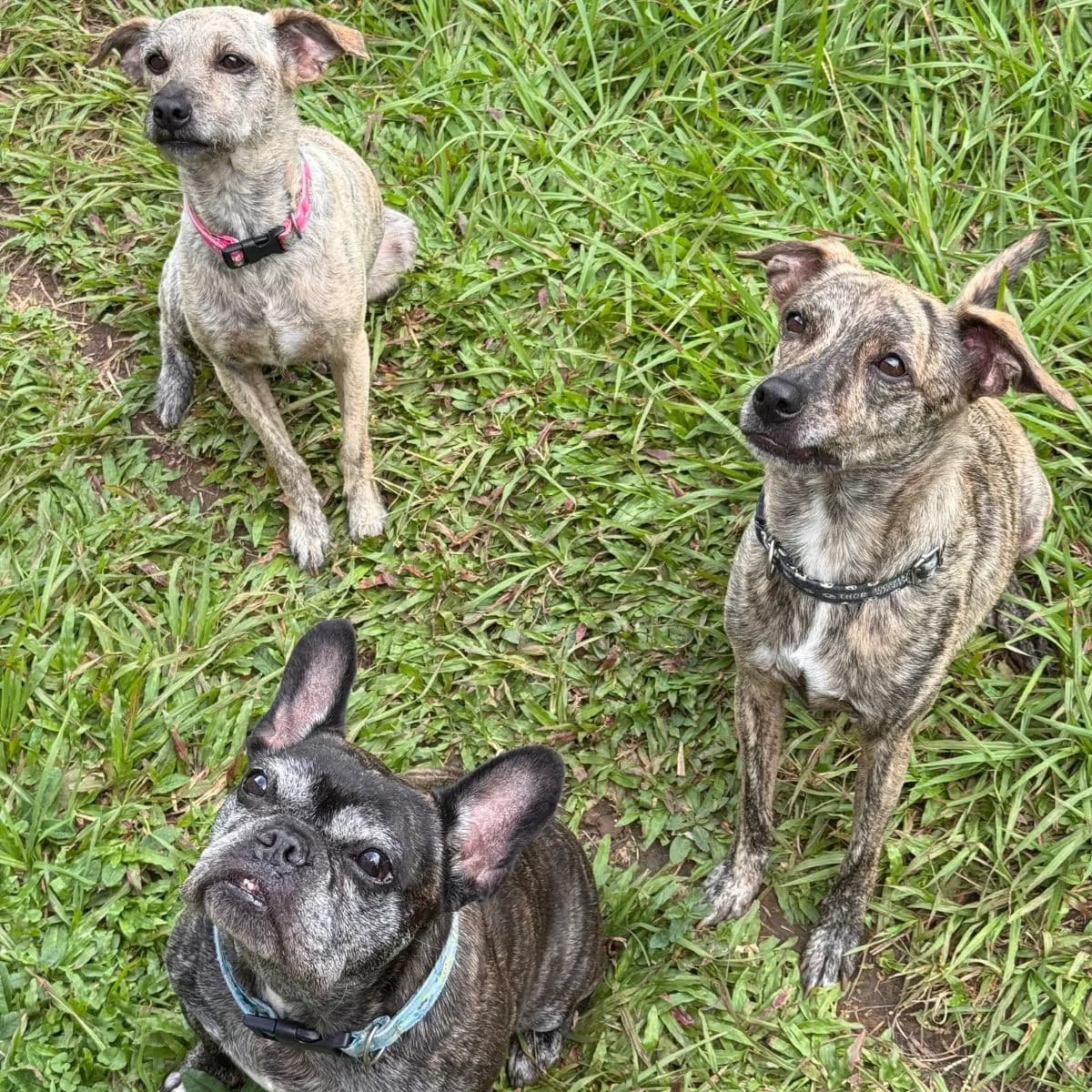 ¿Cómo influye el estrés en el aprendizaje de los perros?