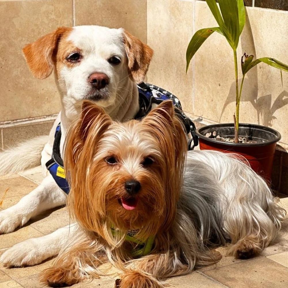 Hospedaje Familiar Canino