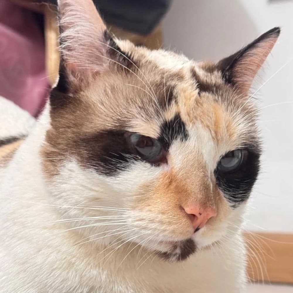 Cuidado Felino en Casa