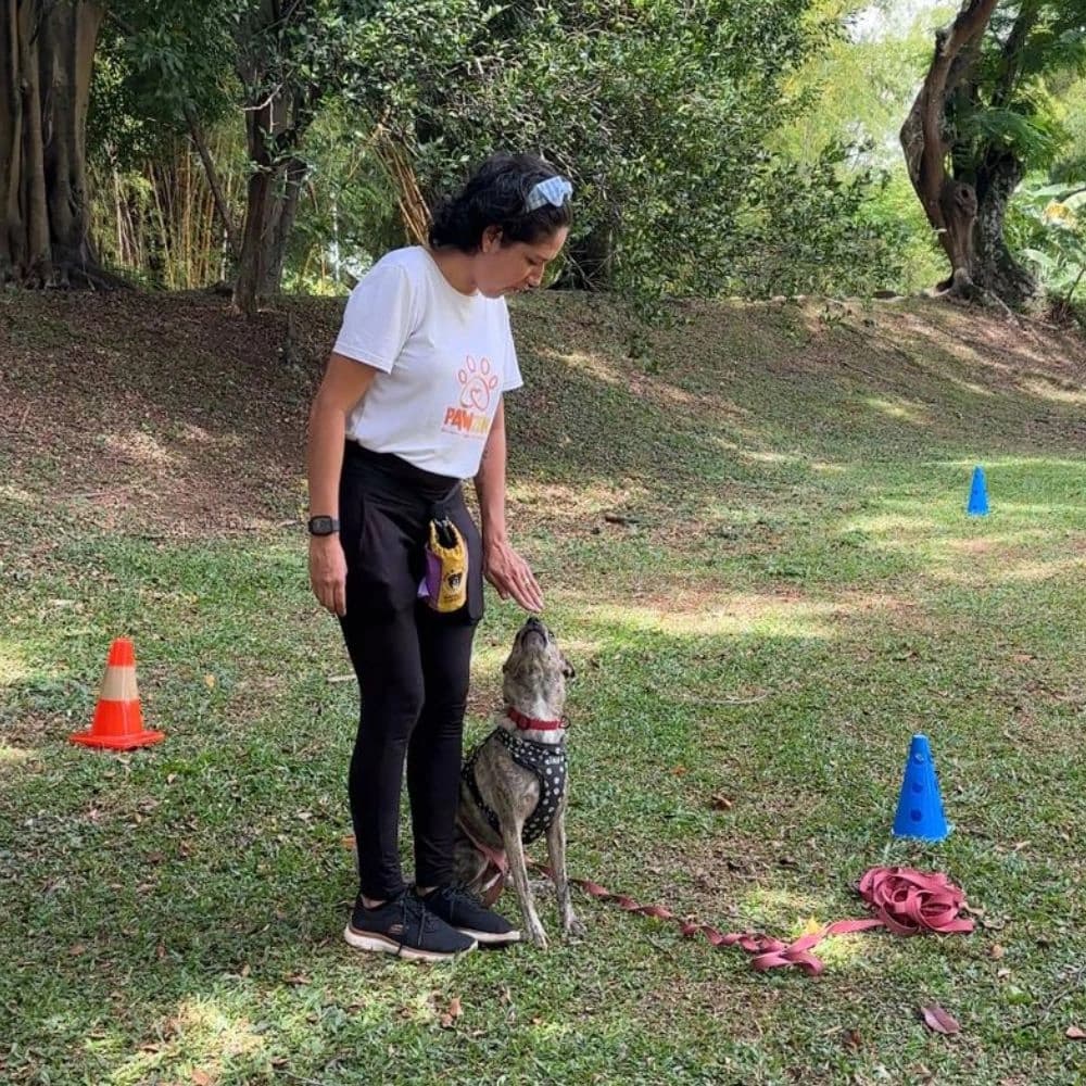 Educación Canina Presencial
