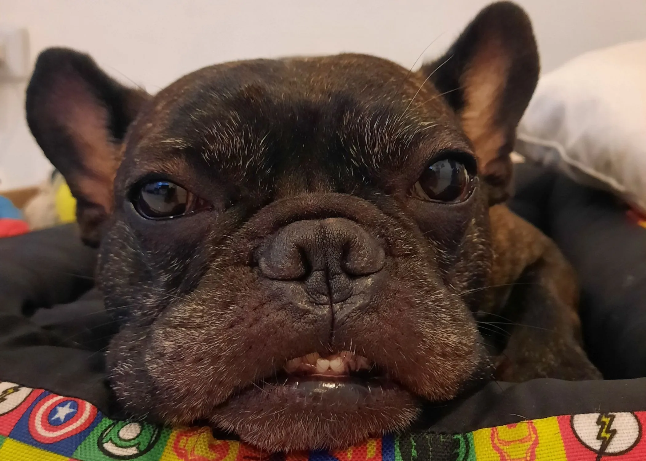 Bulldog Francés descansando tranquilo en casa