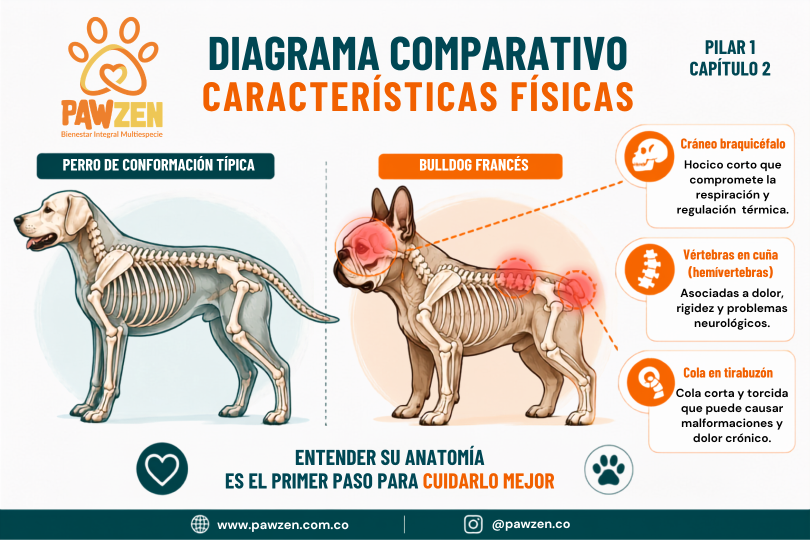 Diagrama comparativo de las características físicas del Bulldog Francés: cráneo braquicéfalo, vértebras en cuña y cola en tirabuzón