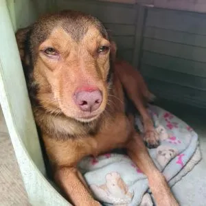 Mascota de Andrés