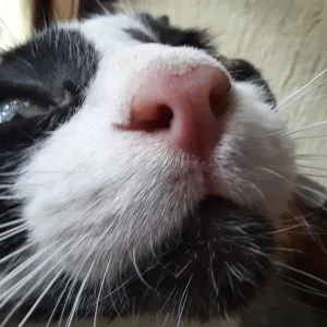 Mascota de Valentina